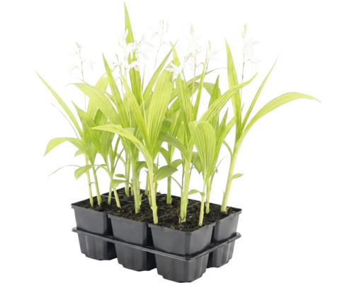 Set med 6 unga växter med gröna, avlånga blad och vita blommor i ett svart plasttråg.