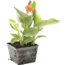 Canna vattenväxt med gröna blad och en orange blomma i en svart nätkorg.