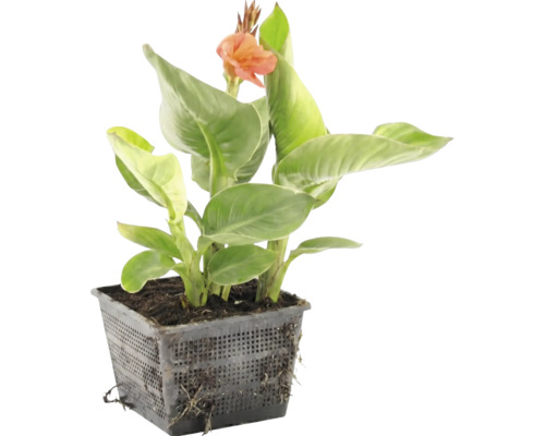 Canna vattenväxt med gröna blad och en orange blomma i en svart nätkorg.