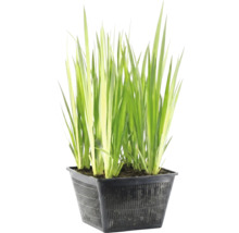 Dammväxt med långa gröna blad i en svart perforerad planteringskorg.