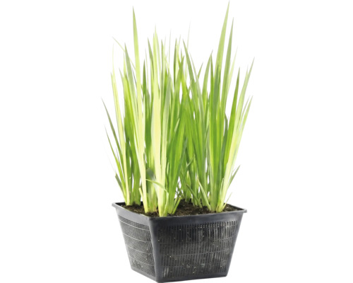Dammväxt med långa gröna blad i en svart perforerad planteringskorg.