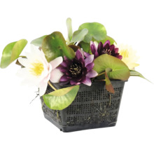 Mix av näckrosor med olikfärgade blommor i en svart planteringskorg för damm.