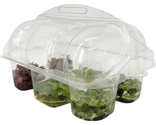 Akvarieväxtset, 4 delar, i genomskinlig plastförpackning.