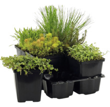 Set med olika gröna vattenväxter i svarta plastkrukor.
