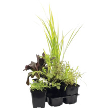 Sortiment av olika växter, gräs och blommande växter i svarta odlingskrukor.