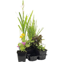 Set med olika dammväxter i plastkrukor med gräs och blommande vattenväxter.