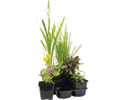 Set med olika dammväxter i plastkrukor med gräs och blommande vattenväxter.