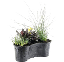 Njurformad dammväxtkorg med olika vattenväxter som gräs, mörkbladiga växter och gula blommor.