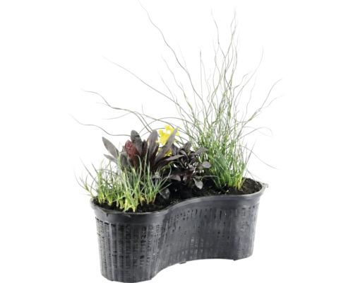 Njurformad dammväxtkorg med olika vattenväxter som gräs, mörkbladiga växter och gula blommor.