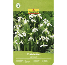 FloraSelf Logo, Prisgrupp 4. Förpackning med 25 snödroppar Galanthus woronowii med klockformade blommor.