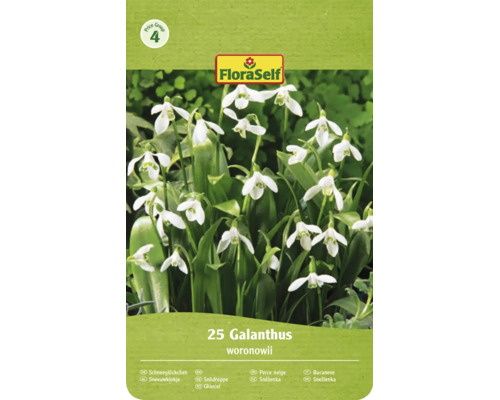 FloraSelf Logo, Prisgrupp 4. Förpackning med 25 snödroppar Galanthus woronowii med klockformade blommor.