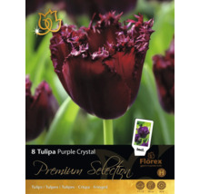 8 tulpanlökar Tulipa Purple Crystal från Florex. Fransade blommor, växthöjd 50 centimeter, blomningstid april till maj. Florex Logo.