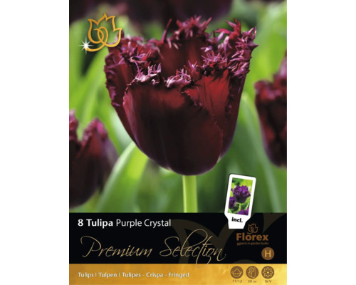 8 tulpanlökar Tulipa Purple Crystal från Florex. Fransade blommor, växthöjd 50 centimeter, blomningstid april till maj. Florex Logo.