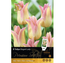 8 liljeblommiga tulpaner Tulipa Elegant Lady, rosa och krämvita, höjd 50 centimeter, blomningstid april till maj, lökstorlek 11 till 12, Florex Logo.