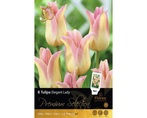 8 liljeblommiga tulpaner Tulipa Elegant Lady, rosa och krämvita, höjd 50 centimeter, blomningstid april till maj, lökstorlek 11 till 12, Florex Logo.