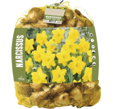 Gula narcisslökar från Florex i nätpåse med planteringsanvisningar och bild på blommande blommor.