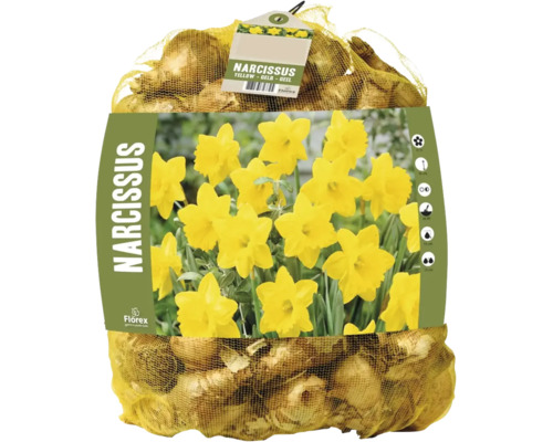 Gula narcisslökar från Florex i nätpåse med planteringsanvisningar och bild på blommande blommor.