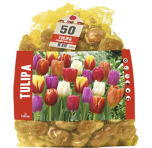 50 tulpanlökar Florex Tulipa Triumph Mix i ett nät med produktbild.