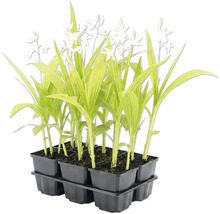 Vit trädgårdsorkidé Bletilla striata Alba i sexpack.
