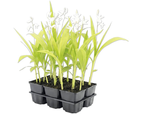 Vit trädgårdsorkidé Bletilla striata Alba i sexpack.