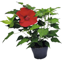 Hibiskusplanta med en stor röd blomma och gröna blad i en svart kruka.