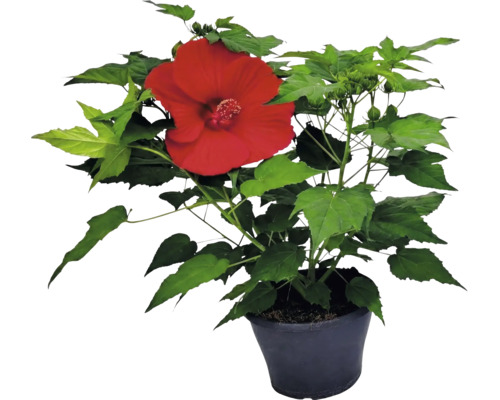 Hibiskusplanta med en stor röd blomma och gröna blad i en svart kruka.