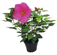 Jättehibiskus Hibiscus moscheutos med stor rosa blomma och gröna blad i svart kruka.