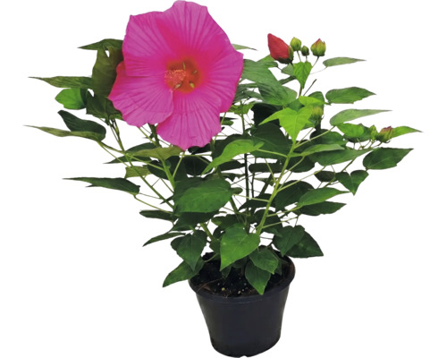 Jättehibiskus Hibiscus moscheutos med stor rosa blomma och gröna blad i svart kruka.