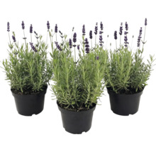 Tre lavendelplantor med gröna blad och lila blommor i svarta plastkrukor.