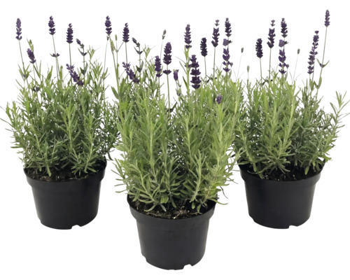 Tre lavendelplantor med gröna blad och lila blommor i svarta plastkrukor.