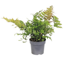 Höstbräken Dryopteris erythrosora i grå plastkruka
