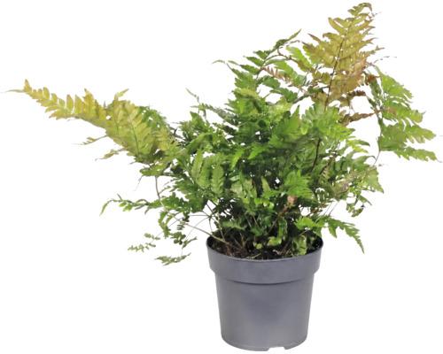 Höstbräken Dryopteris erythrosora i grå plastkruka