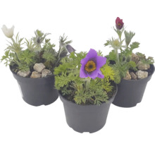 Tre Pulsatilla backsippor i olika färger i plastkrukor.