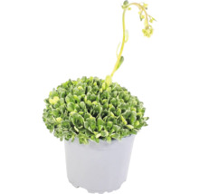 Sukkulent med gröna naggade blad och gula blommor på en lång stjälk i en grå plastkruka.