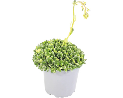 Sukkulent med gröna naggade blad och gula blommor på en lång stjälk i en grå plastkruka.