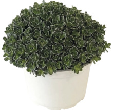 Fetblad Sedum med täta gröna blad i en vit plastkruka.