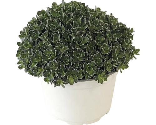 Fetblad Sedum med täta gröna blad i en vit plastkruka.