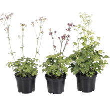 Tre stjärnflockor Astrantia major i svarta plastkrukor med blommor i olika färger.
