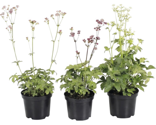 Tre stjärnflockor Astrantia major i svarta plastkrukor med blommor i olika färger.