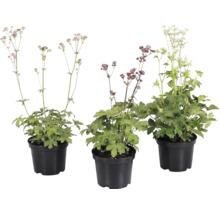 Tre stjärnflockor i svarta krukor med gröna blad och fina blommor på långa stjälkar.