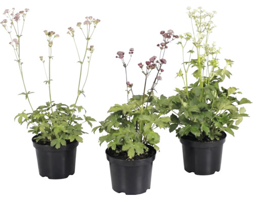 Tre stjärnflockor i svarta krukor med gröna blad och fina blommor på långa stjälkar.