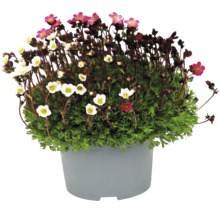 Bräcka Saxifraga med små rosa och vita blommor i en grå kruka.