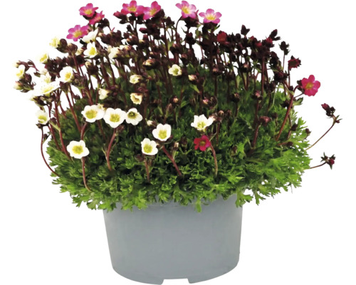 Bräcka Saxifraga med små rosa och vita blommor i en grå kruka.