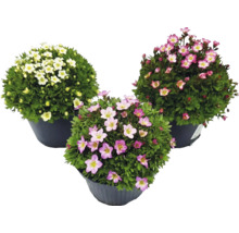 Tre rosenbräckor (Saxifraga arendsii) i krukor med vita och rosa blommor.