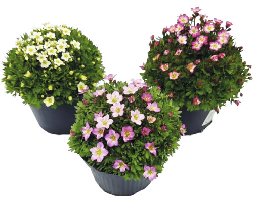Tre rosenbräckor (Saxifraga arendsii) i krukor med vita och rosa blommor.