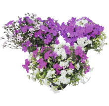 Mossflox Phlox subulata med lila och vita blommor i tre krukor.
