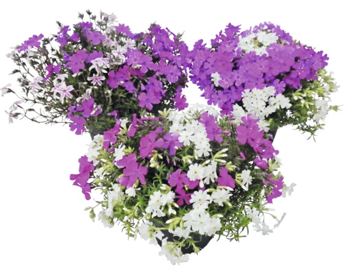 Mossflox Phlox subulata med lila och vita blommor i tre krukor.