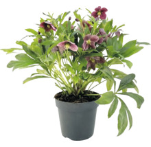 Julros med mörklila blommor och gröna blad i en antracitfärgad plastkruka.