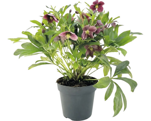 Julros med mörklila blommor och gröna blad i en antracitfärgad plastkruka.