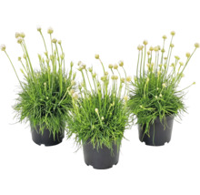 Tre vita triftplantor i svarta plastkrukor med grönt gräsaktigt bladverk och långa blomstjälkar.